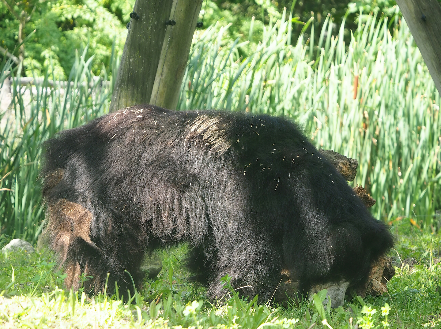 Indian sloth bear (Melursus ursinus ursinus), 2023-08-15