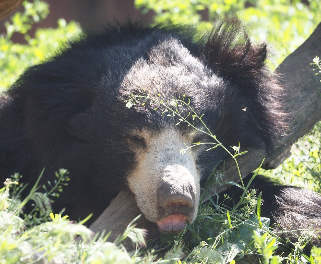 Indian sloth bear (Melursus ursinus ursinus), 2025-04-30