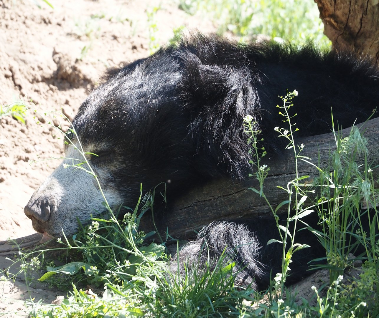 Indian sloth bear (Melursus ursinus ursinus), 2025-04-30