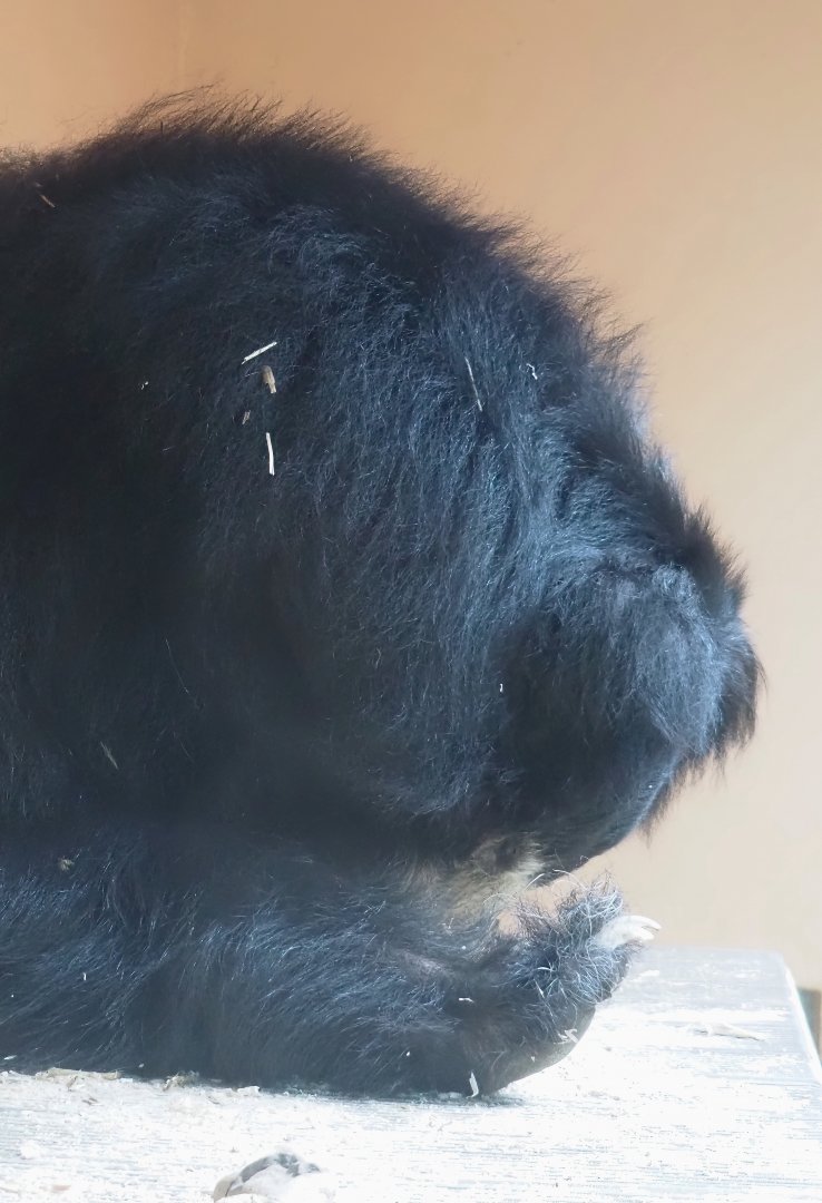 Indian sloth bear (Melursus ursinus ursinus), 2025-05-22