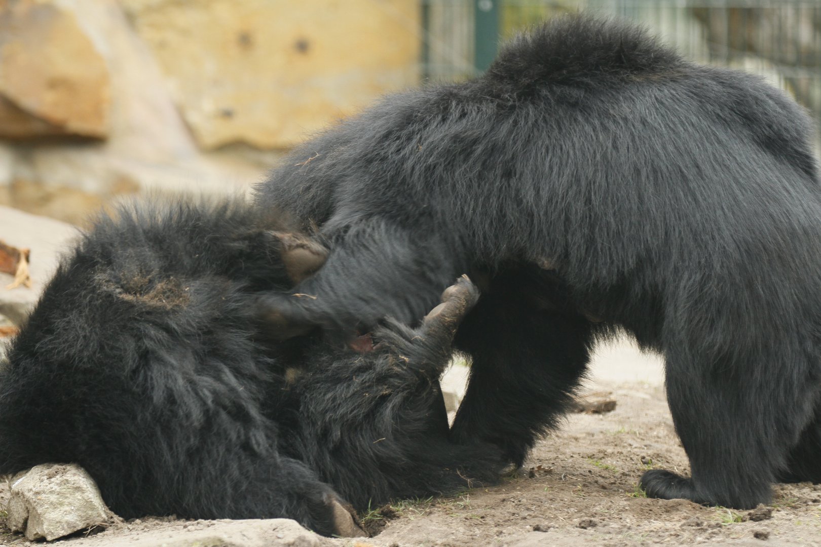 Indian sloth bear (Melursus ursinus ursinus) play fighting