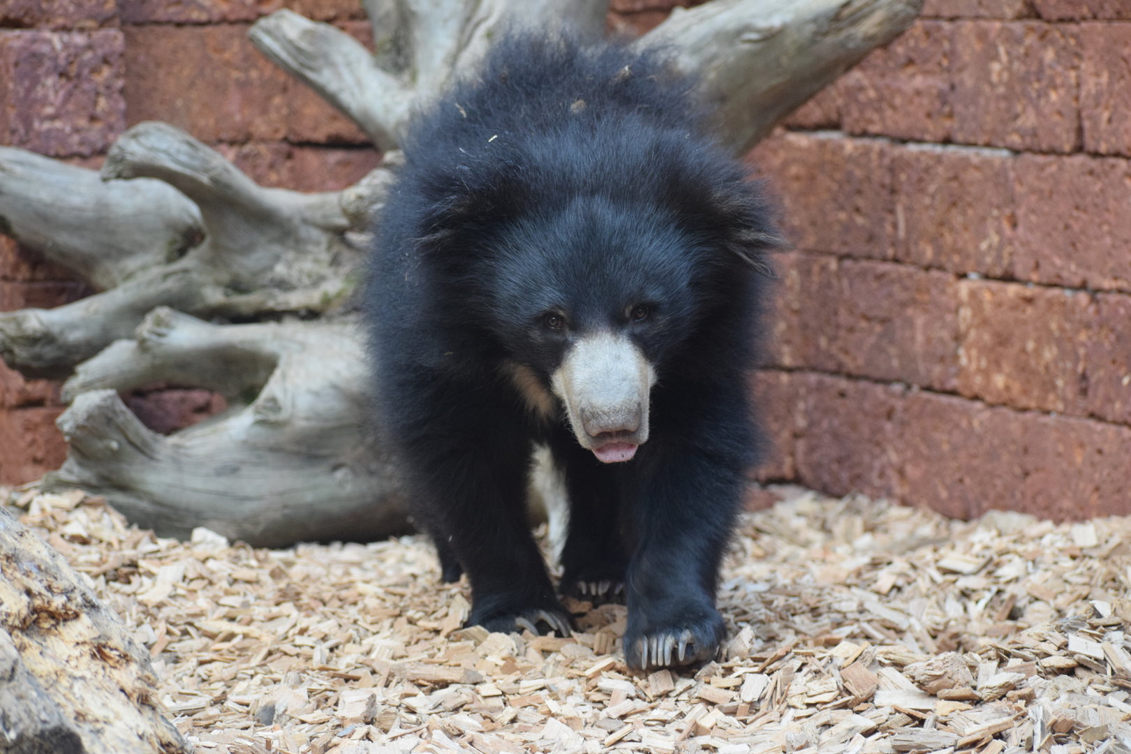 Indian sloth bear - September 2023