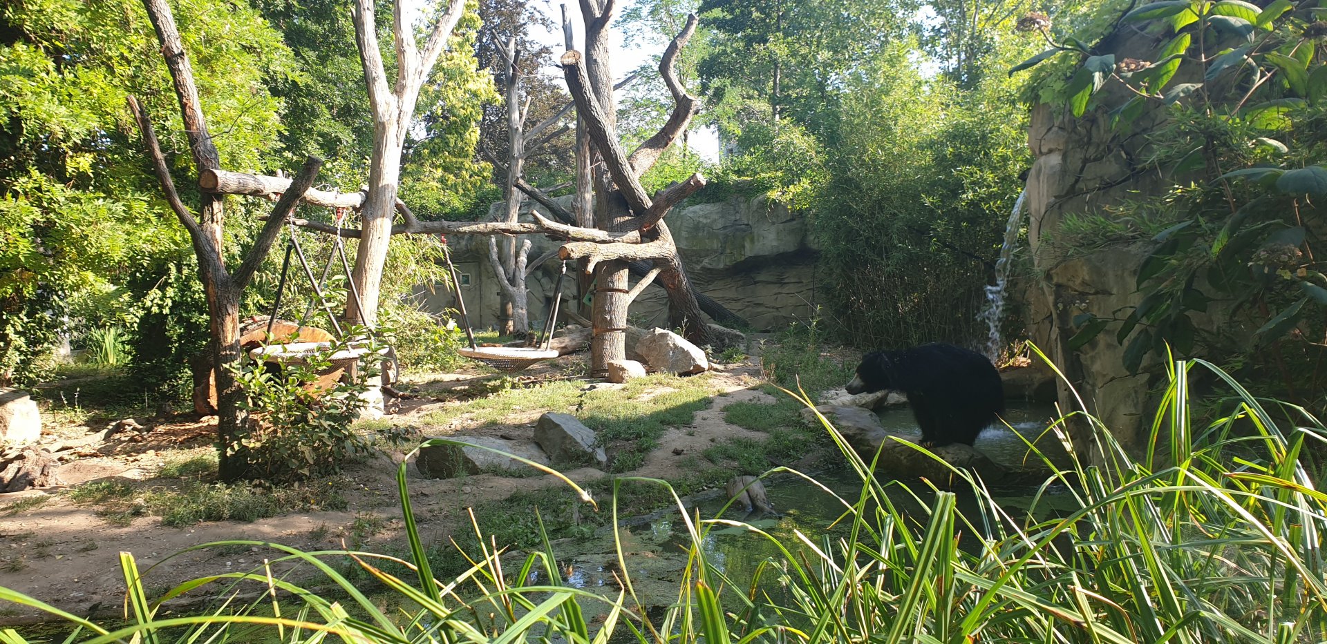 Indian sloth bear with Rhesus Macaques enclosure