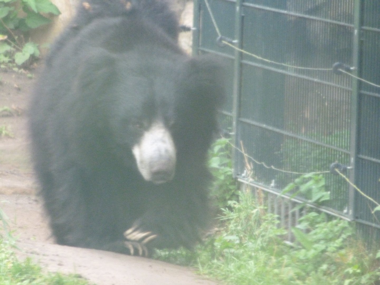 Indian sloth bear -Zoologischer Garten Berlin (2024)