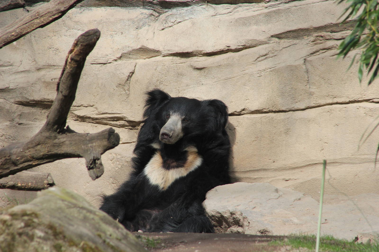 Indian sloth bear