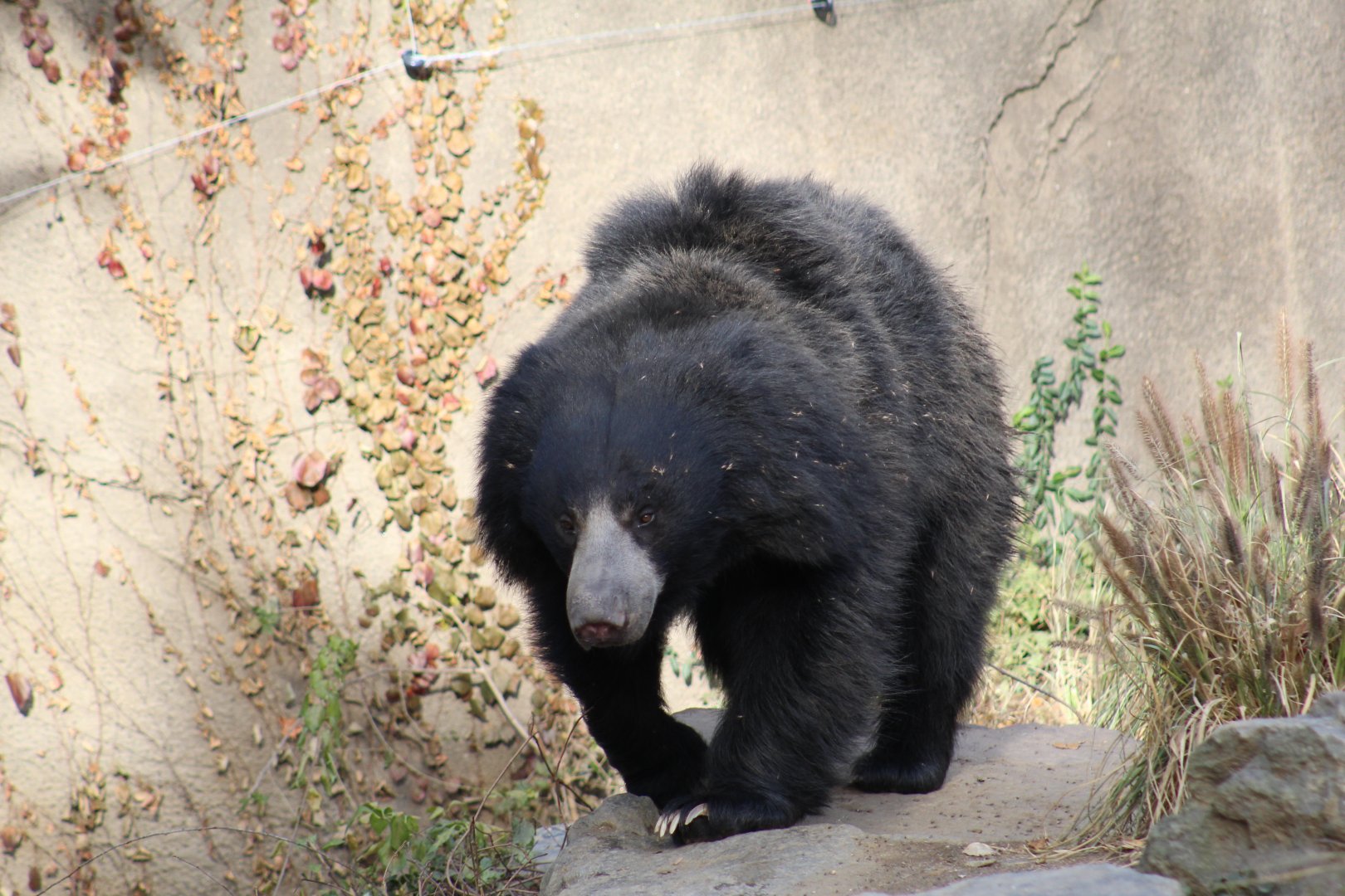 Indian Sloth Bear