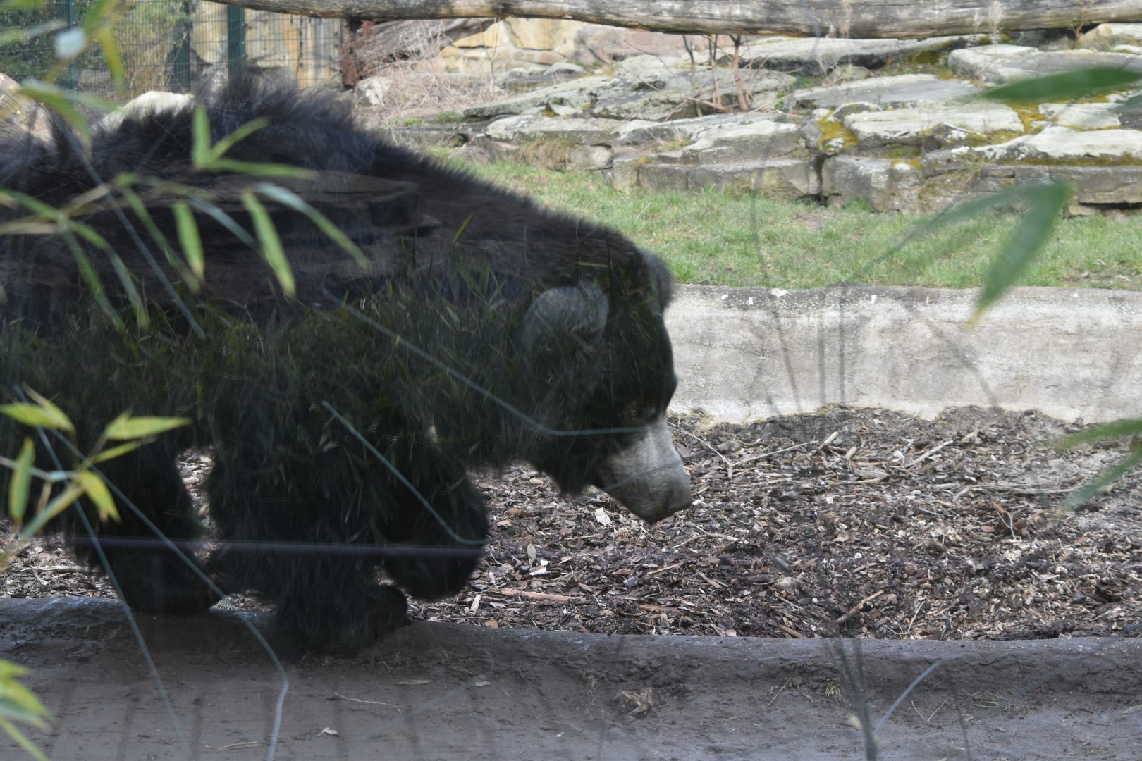 Indian sloth bear