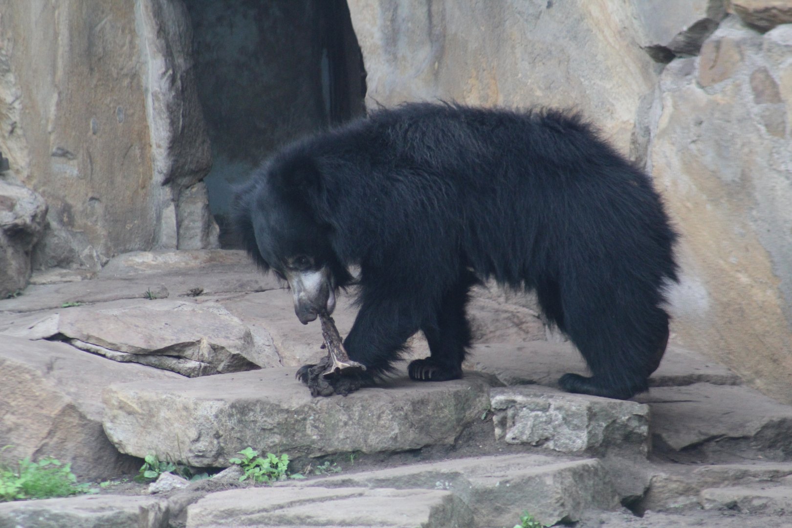 Indian Sloth Bear