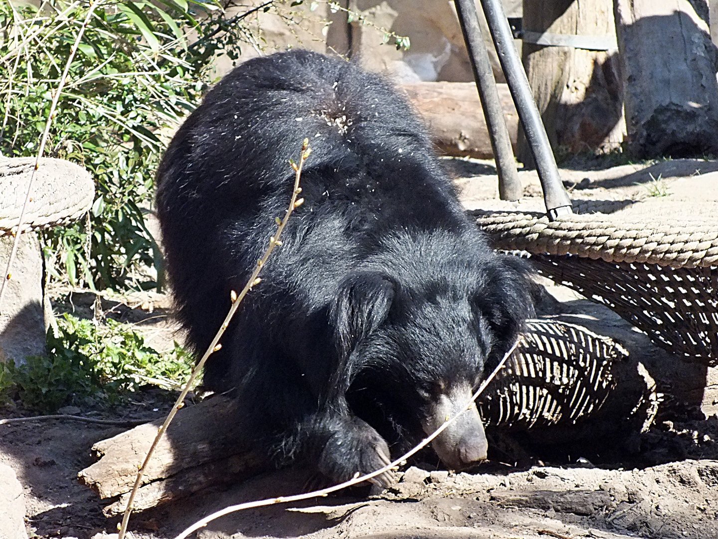 Indian sloth bear