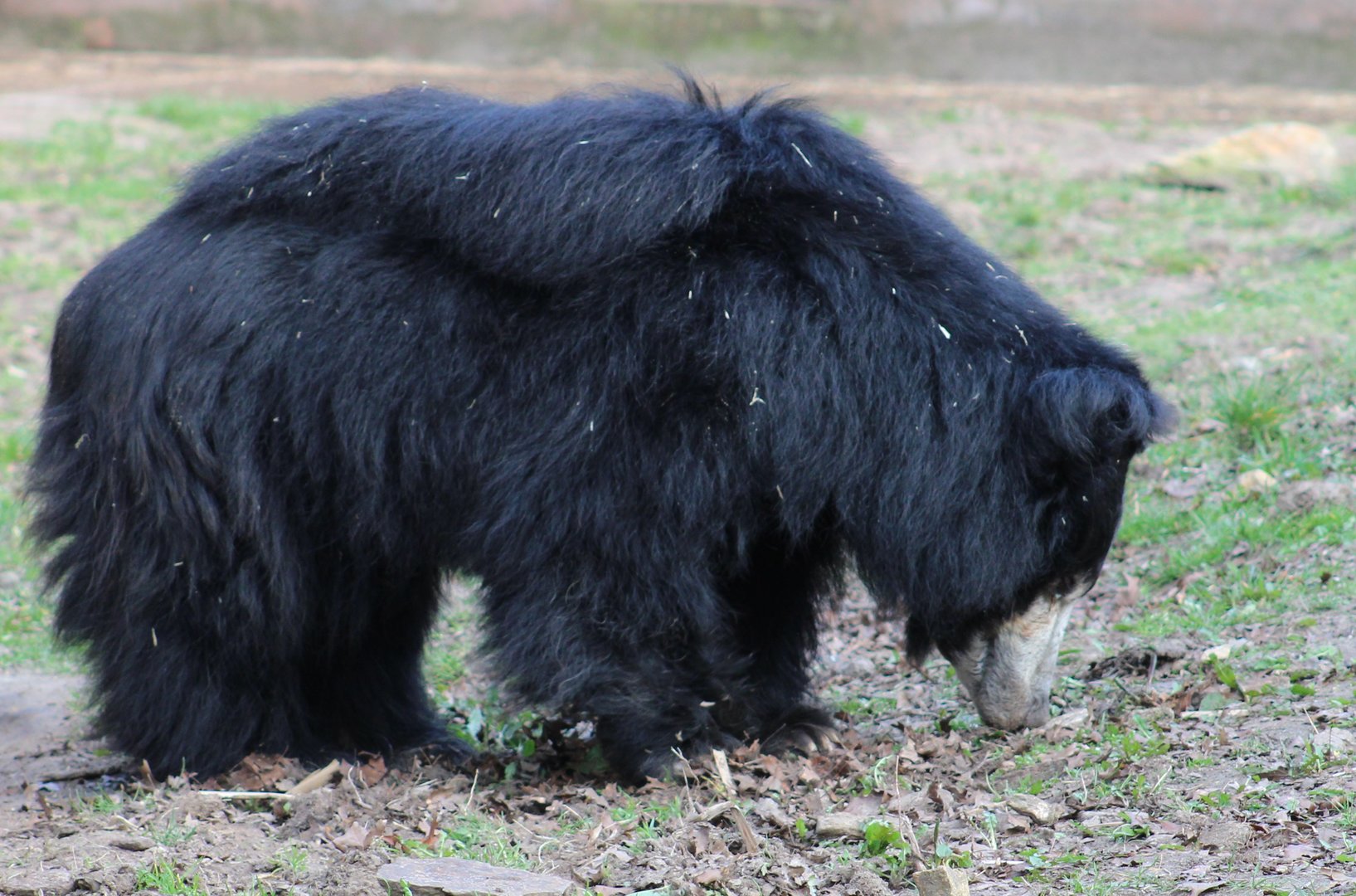 Indian sloth bear