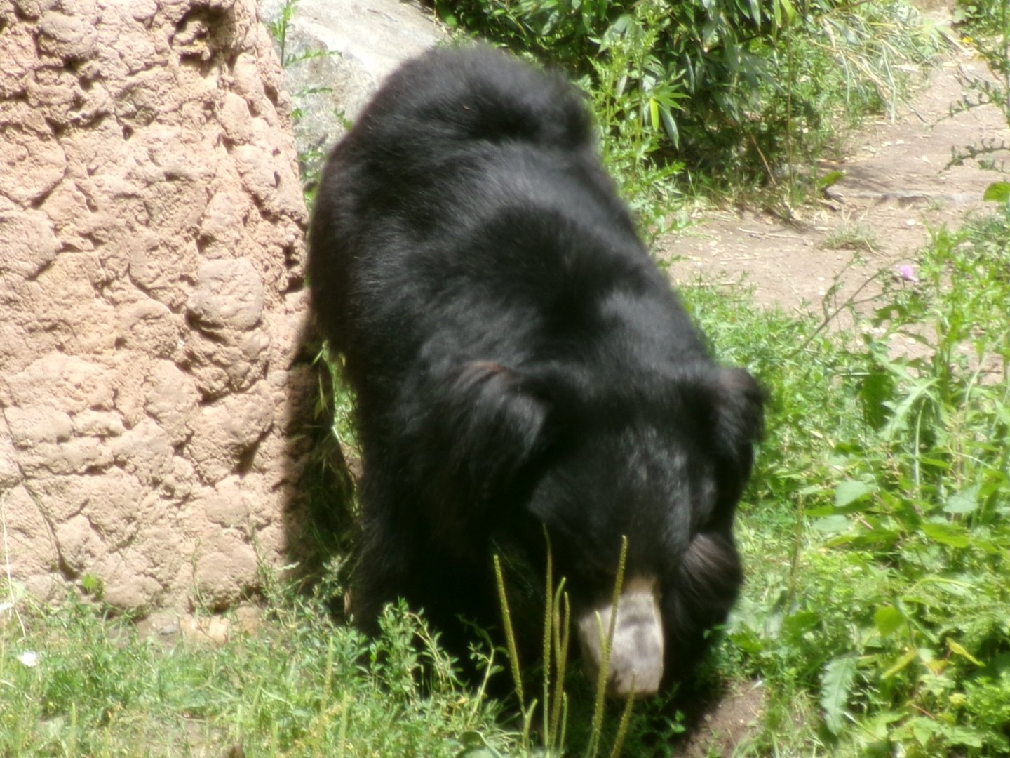 Indian sloth bear