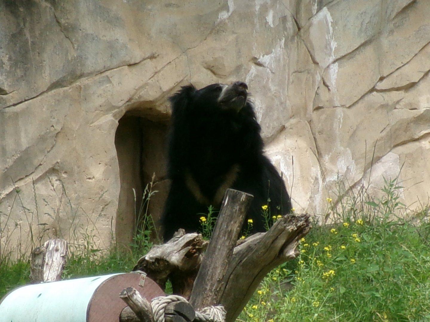 Indian sloth bear