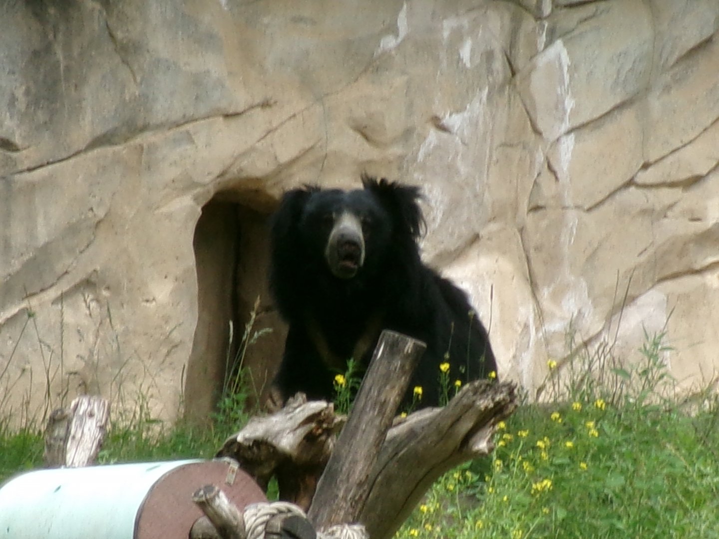 Indian sloth bear