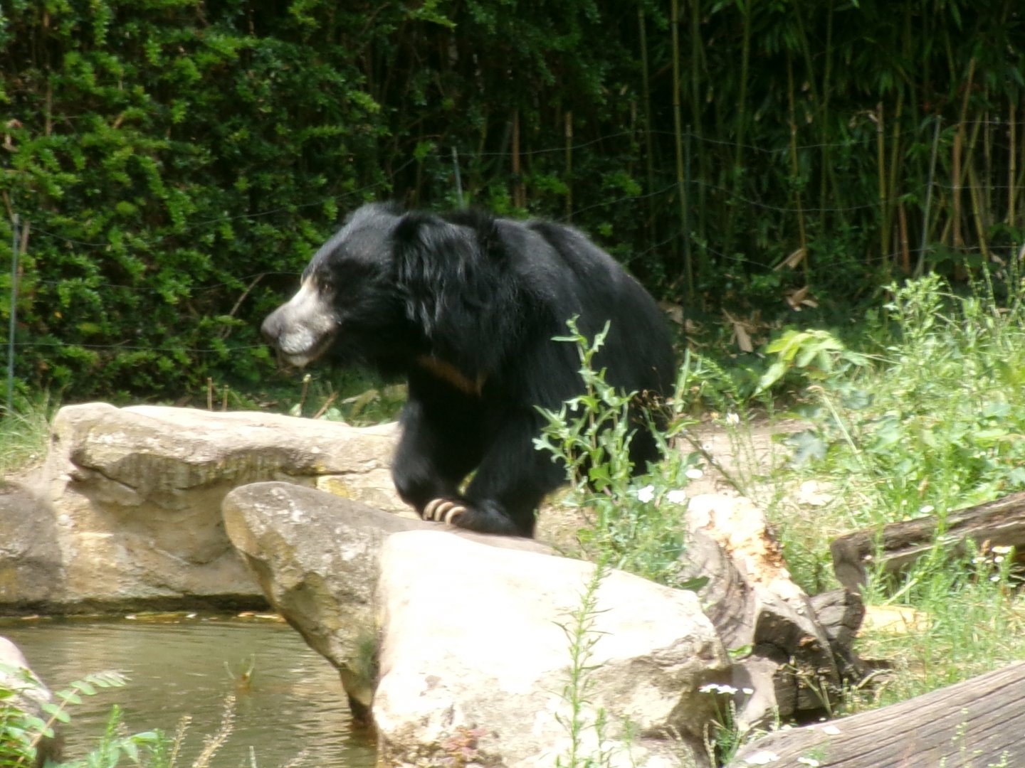 Indian sloth bear