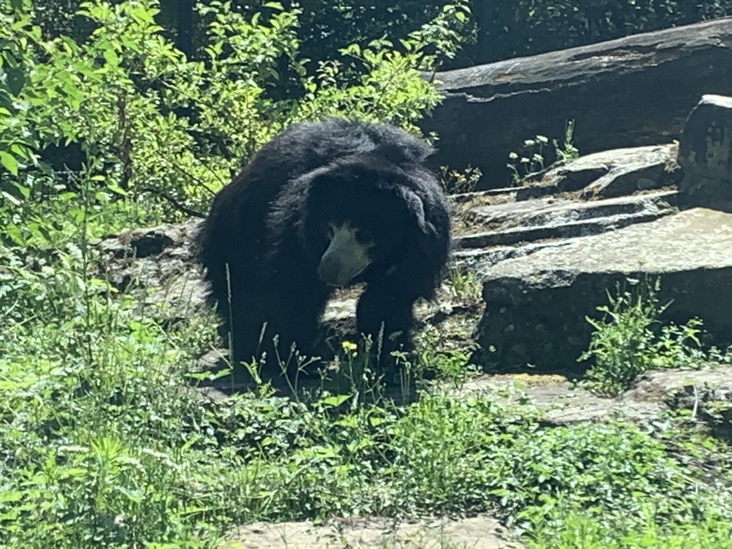 Indian sloth bear