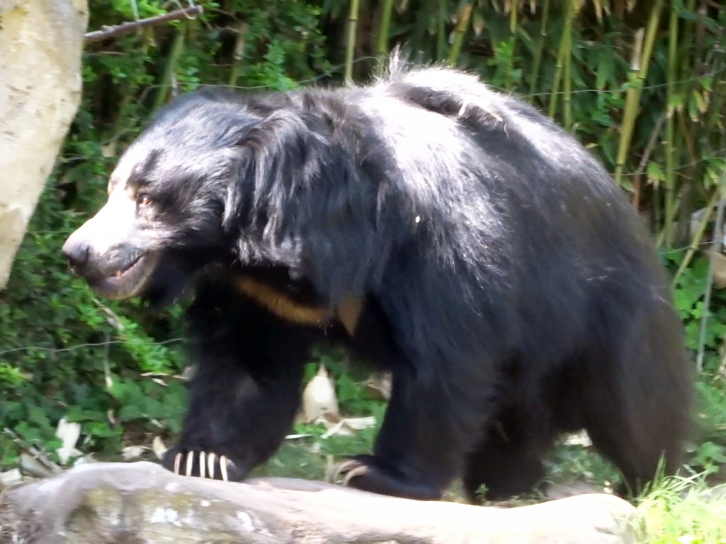 Indian Sloth Bear