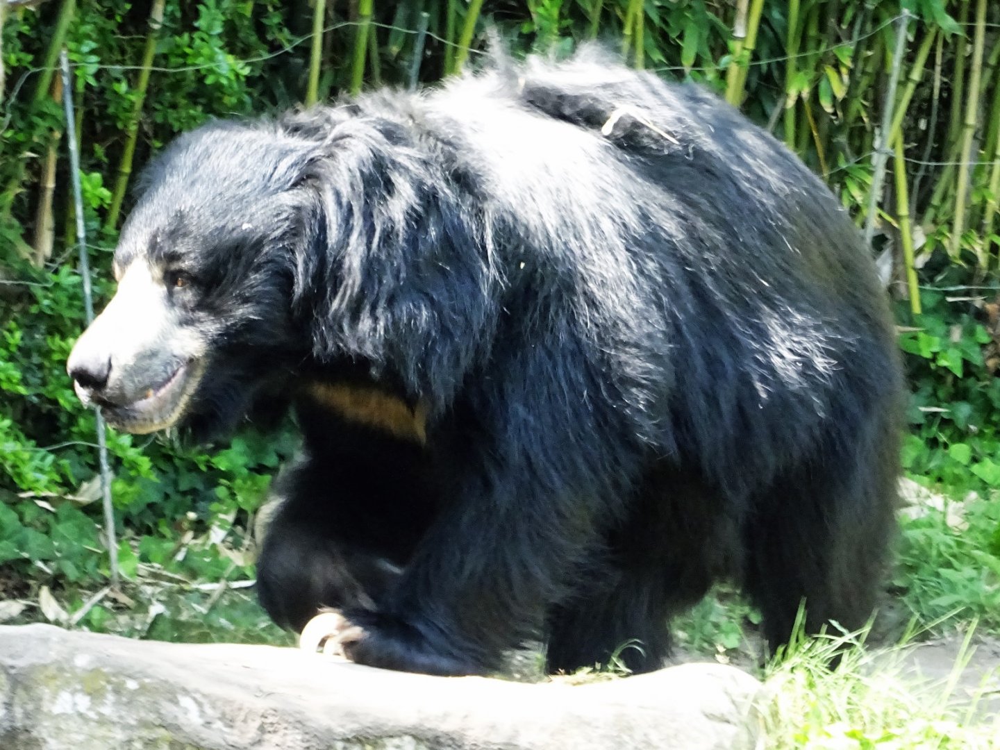 Indian Sloth Bear