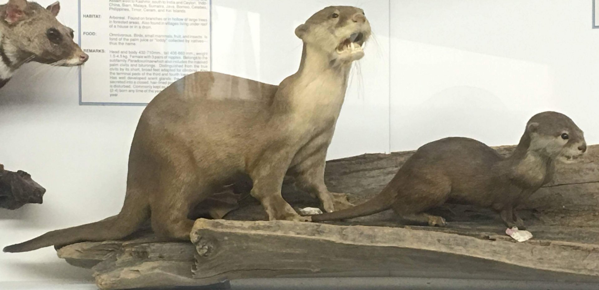 Indian smooth coated otter (Lutrogale perspicillata perspicillata)
