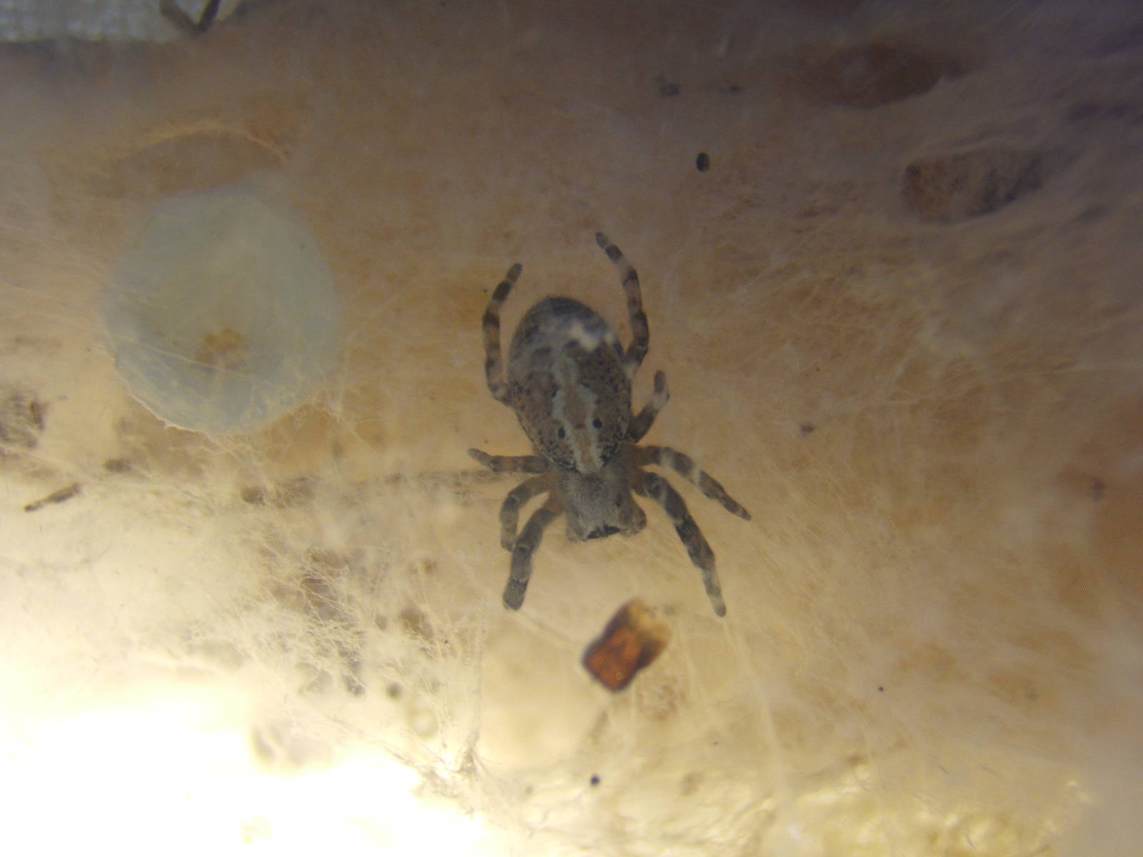 Indian Social Spider (Stegodyphus sarasinorum)