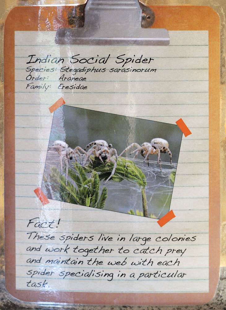 Indian social spiders label