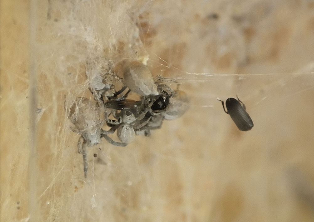 Indian social spiders