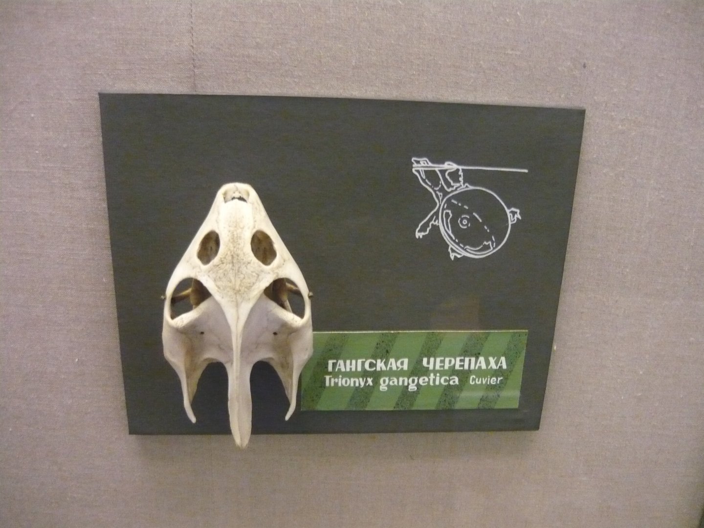 Indian softshell turtle skull