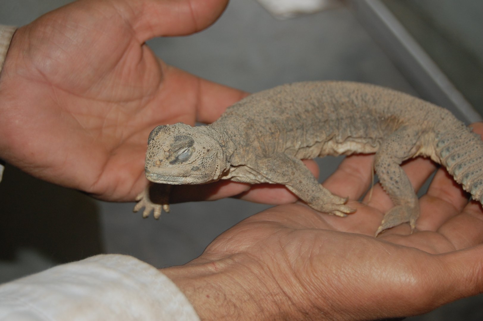 Indian spiny-tailed lizard - Peshawar zoo 1/3/2019