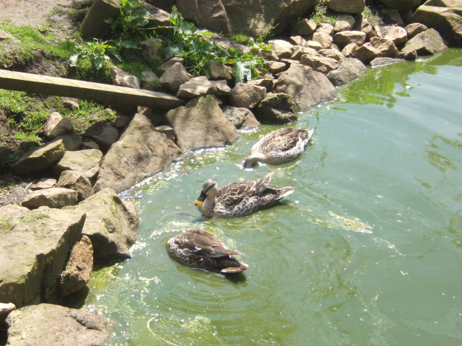 Indian Spot-bill Duck