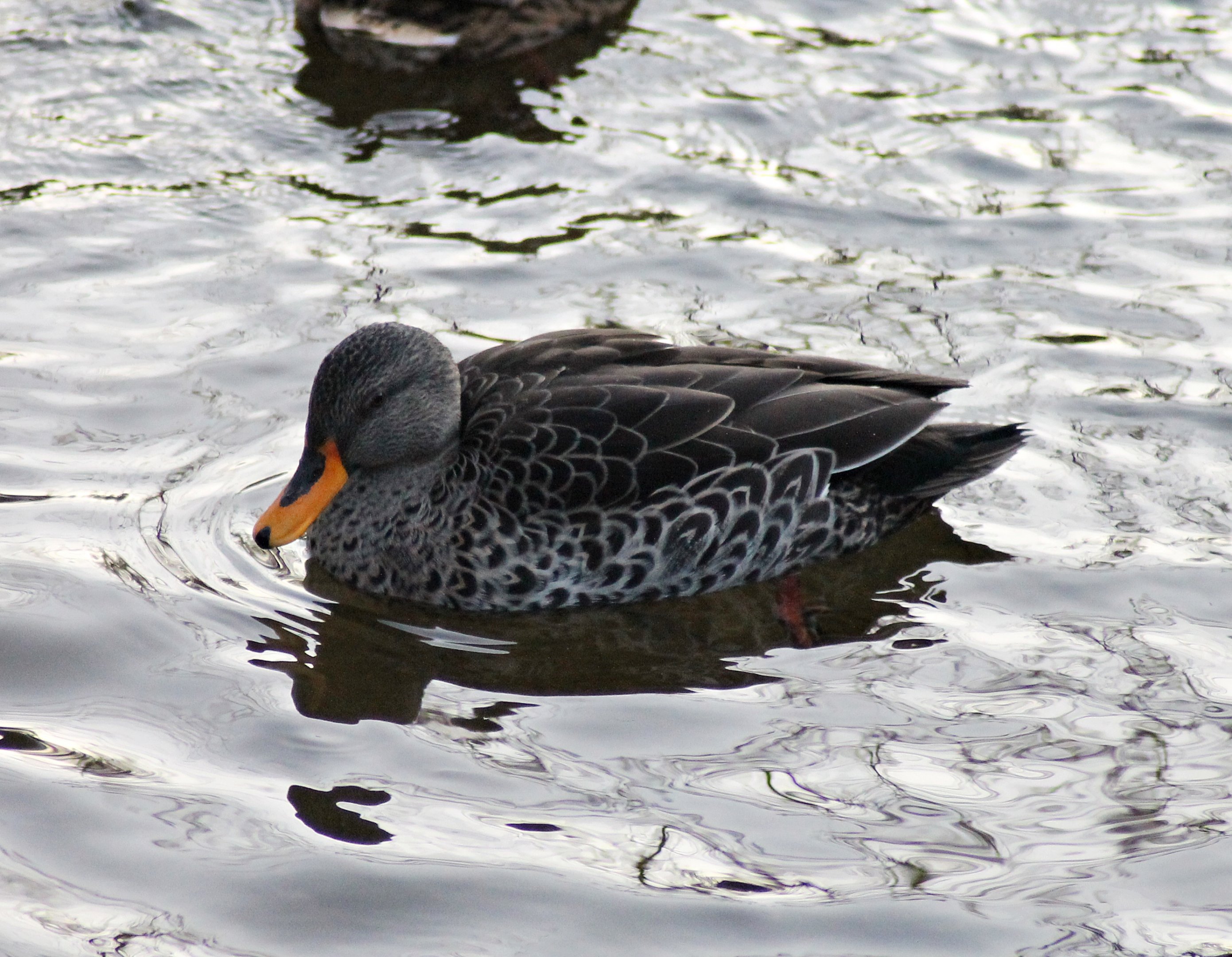Indian spot-billed duck (Anas poecilorhyncha) - "Afrika Sambesi"