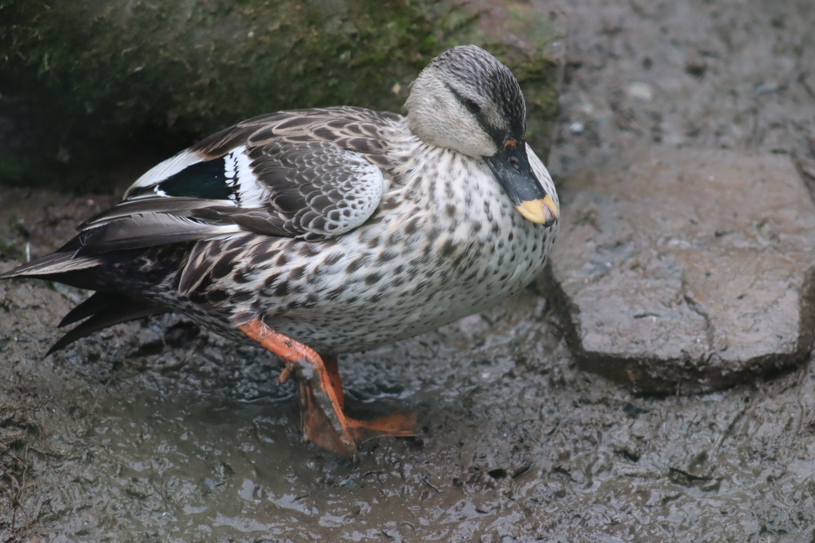 Indian spot-billed duck (Anas poecilorhyncha poecilorhyncha)