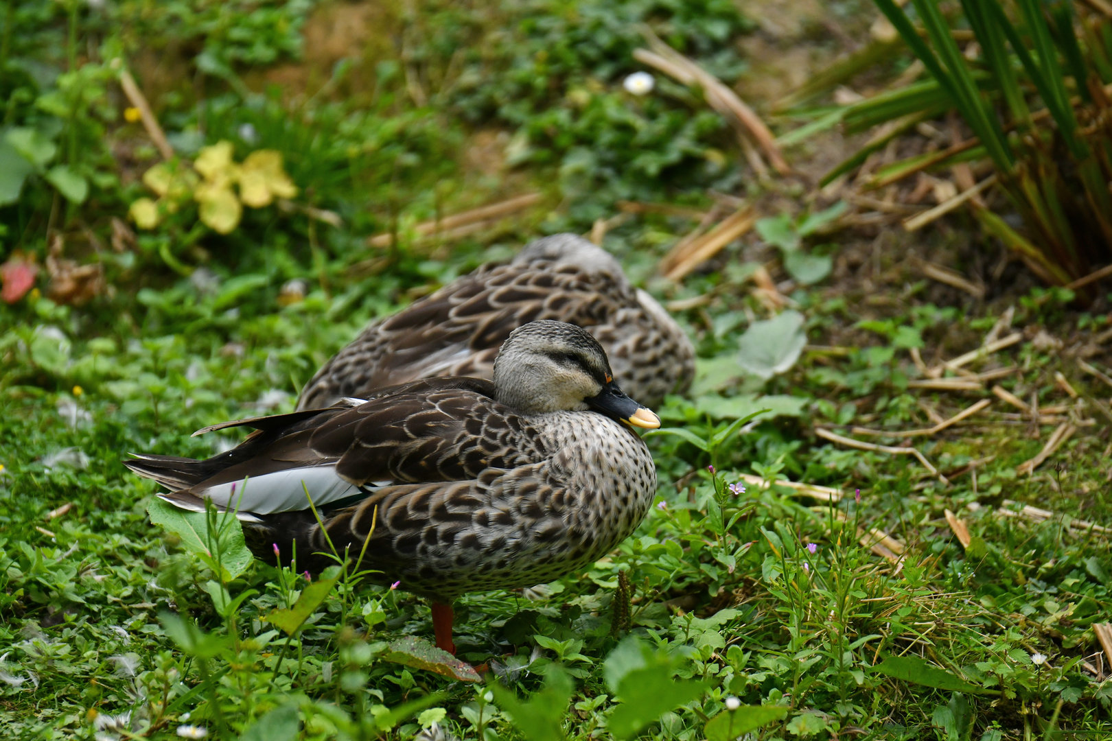 Indian Spot-billed Duck Anas poecilorhyncha