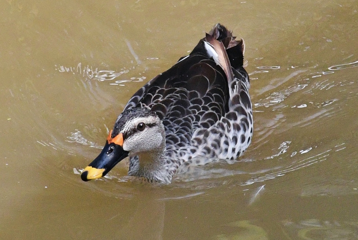 Indian Spot-billed Duck (Anas poecilorhyncha)