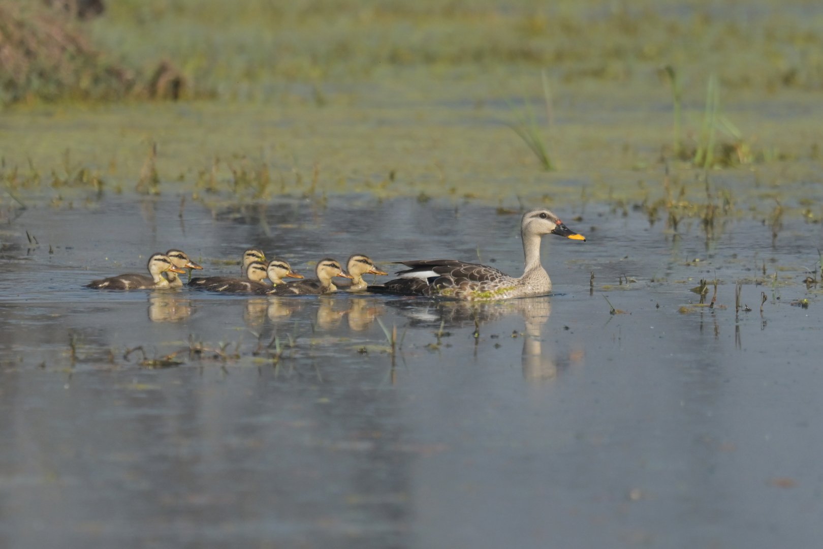 Indian Spot-billed Duck Anas poecilorhyncha