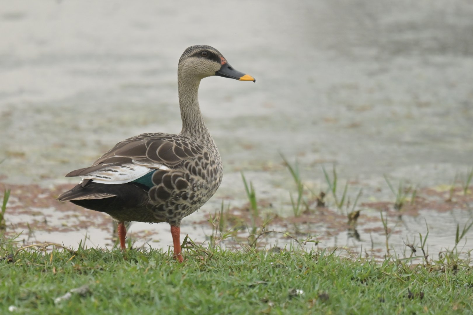Indian Spot-billed Duck Anas poecilorhyncha