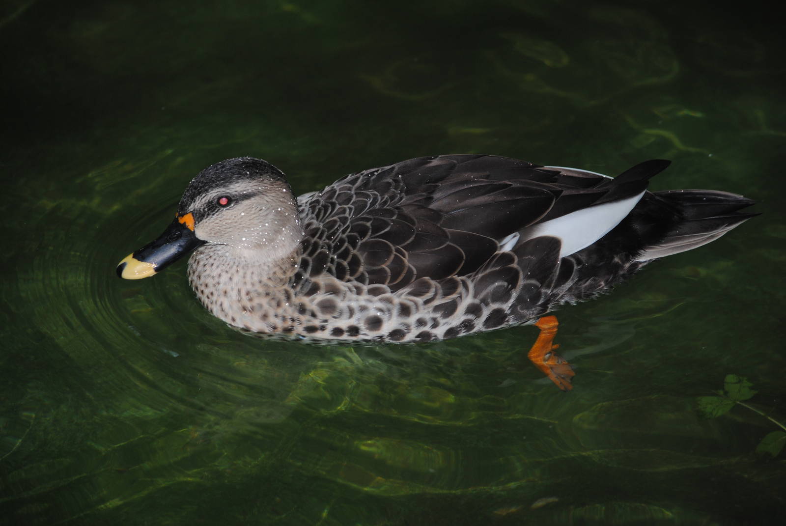 Indian Spot-billed Duck (duck pond in Children's Zone)