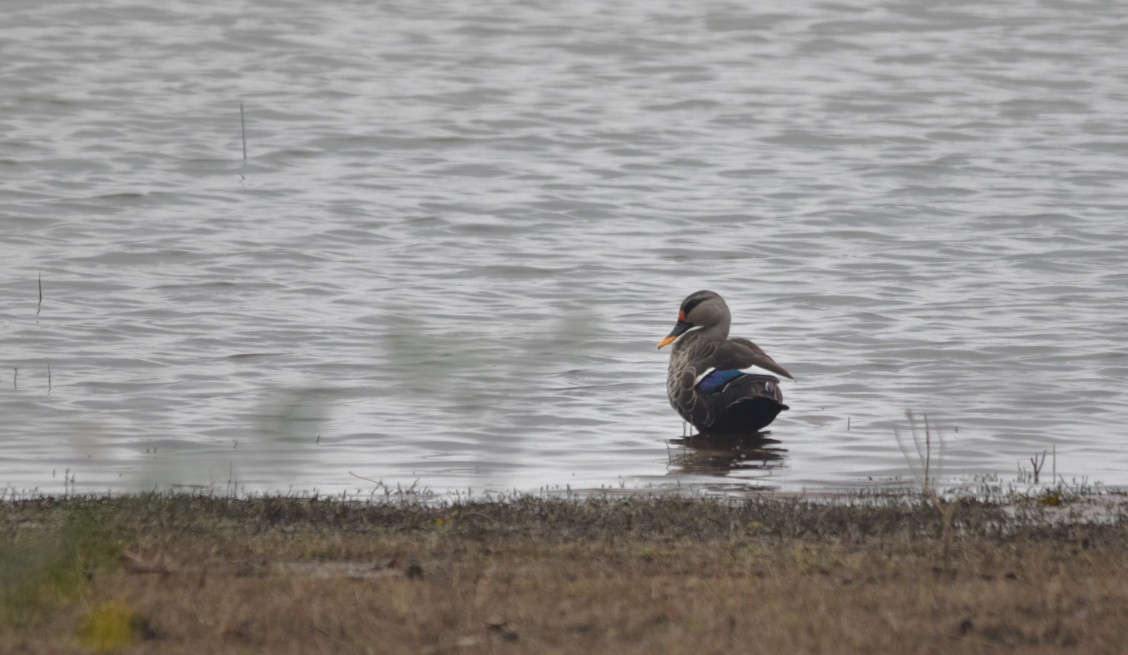 Indian Spot-billed Duck, Nagarahole Tiger Reserve, 21st November 2024