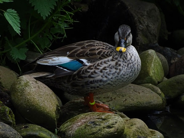 Indian spot-billed duck (No Subspecific status) (Anas poecilorhyncha)