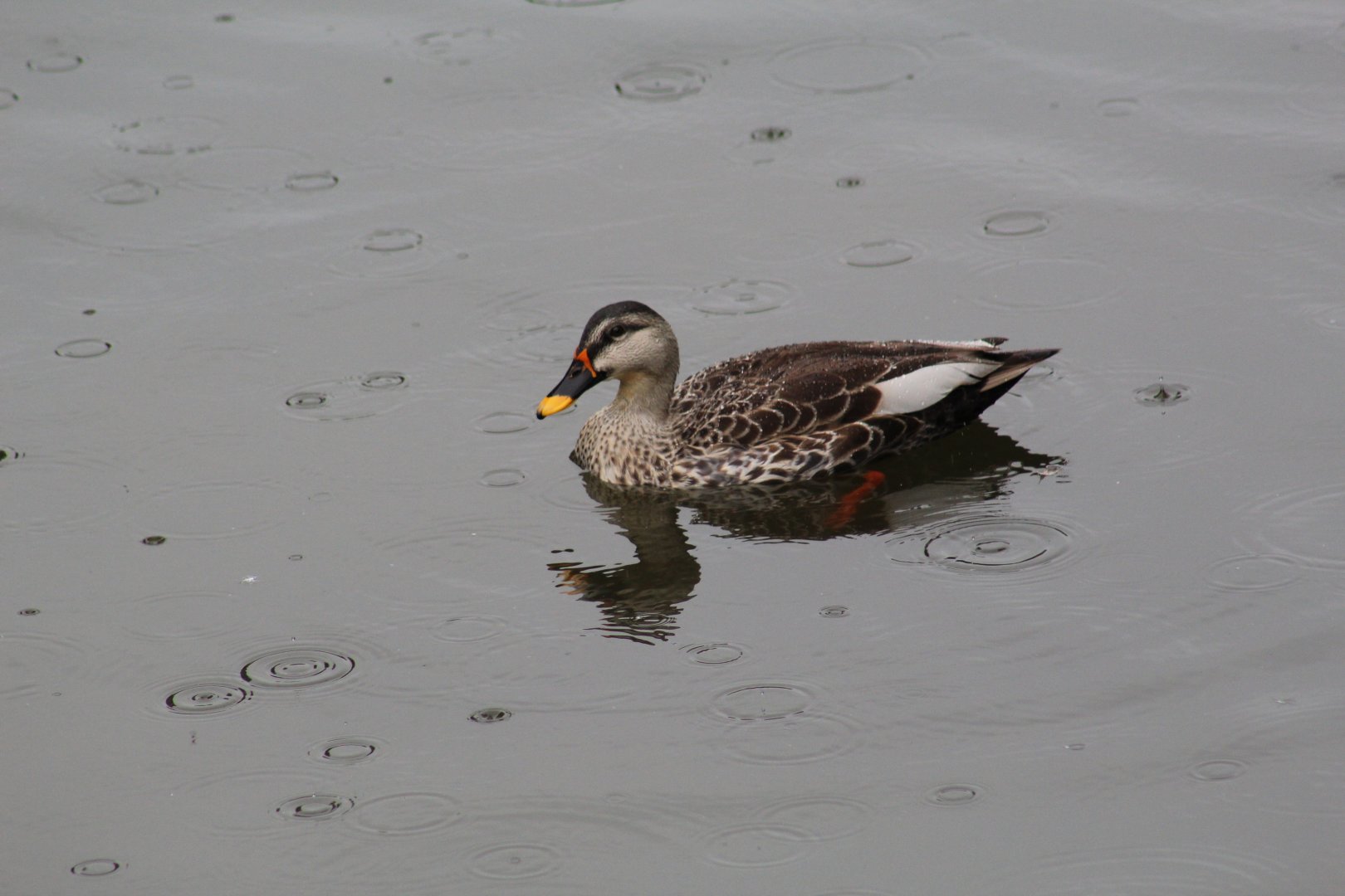 Indian Spot-Billed Duck?