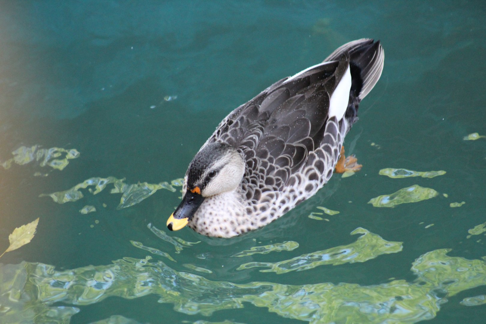 Indian Spot-Billed Duck