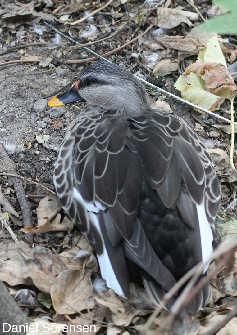 Indian spot-billed duck