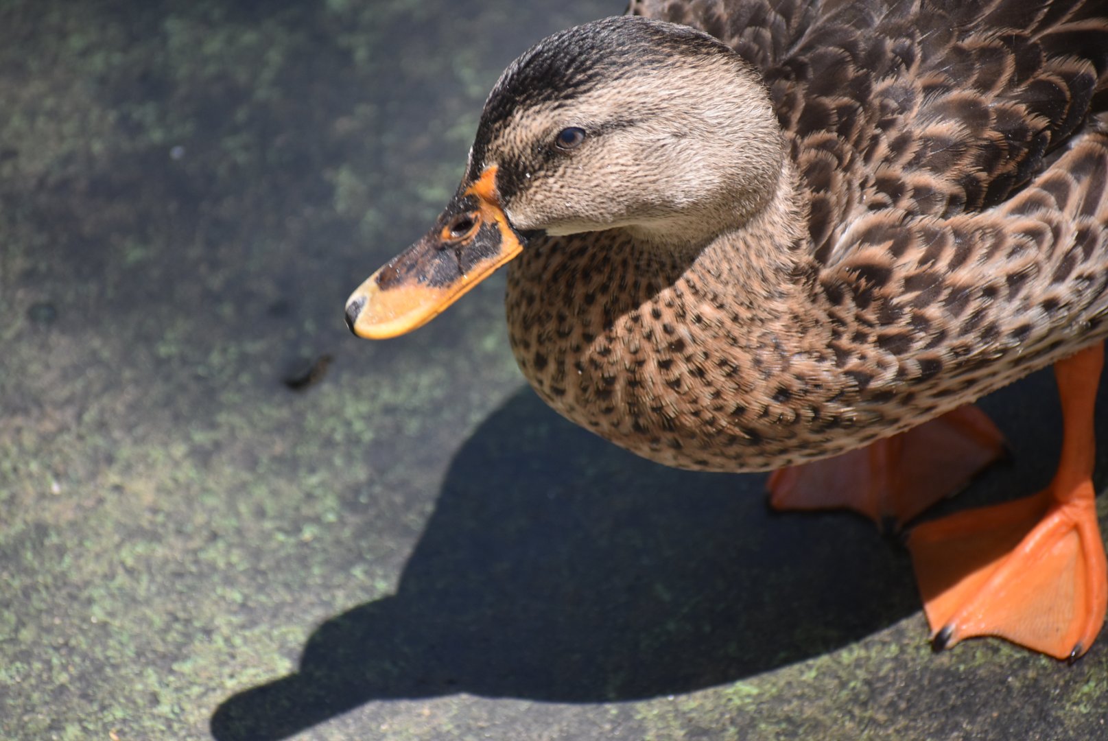 Indian spot-billed duck