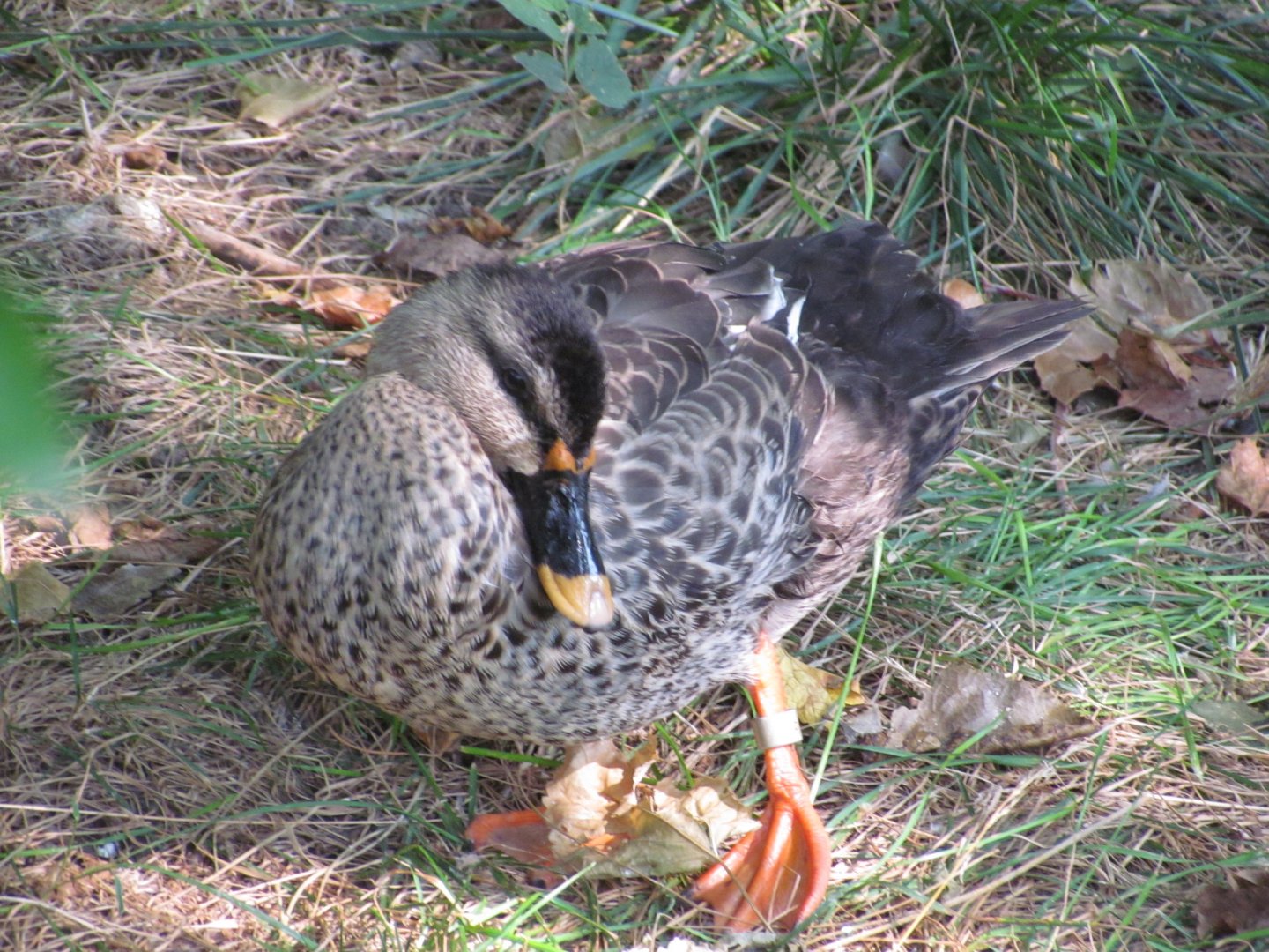 Indian Spot-billed Duck