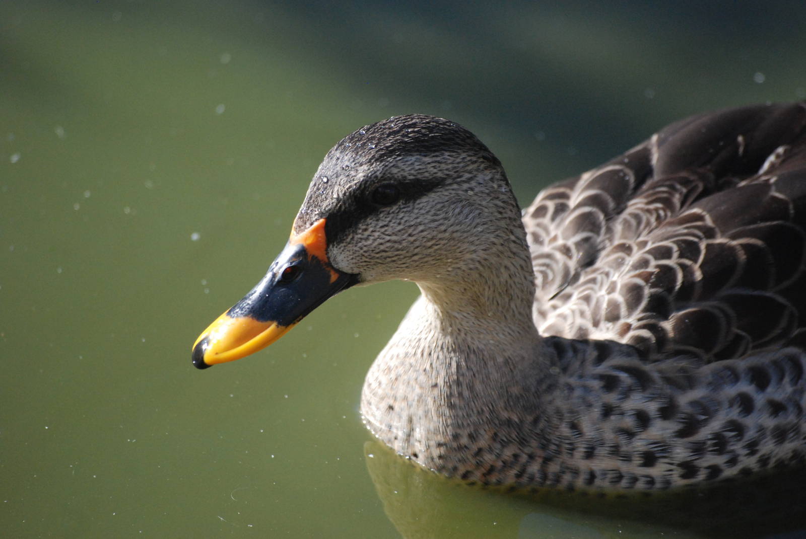 Indian Spotbill at Blackbrook, 21/10/12