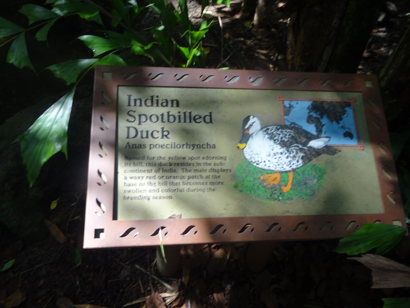 Indian Spotbilled Duck Signage at Disney's Animal Kingdom (2014)