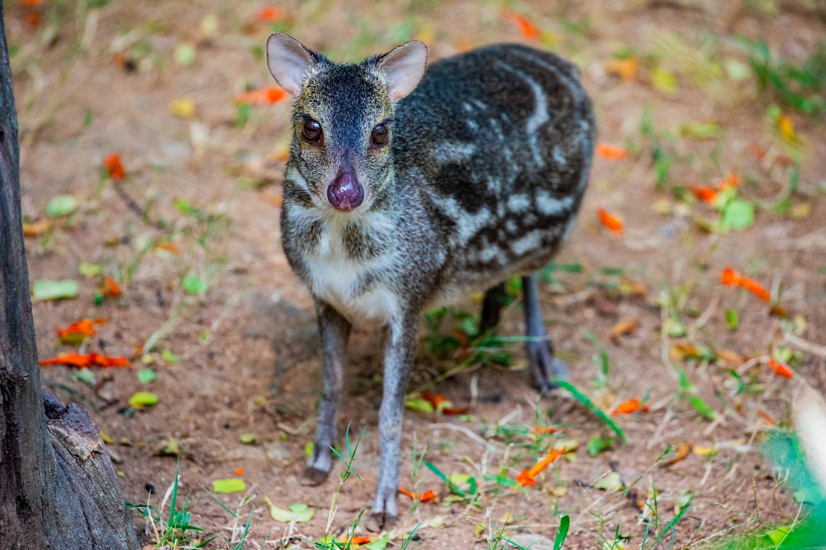 Indian spotted chevrotain (Moschiola indica)