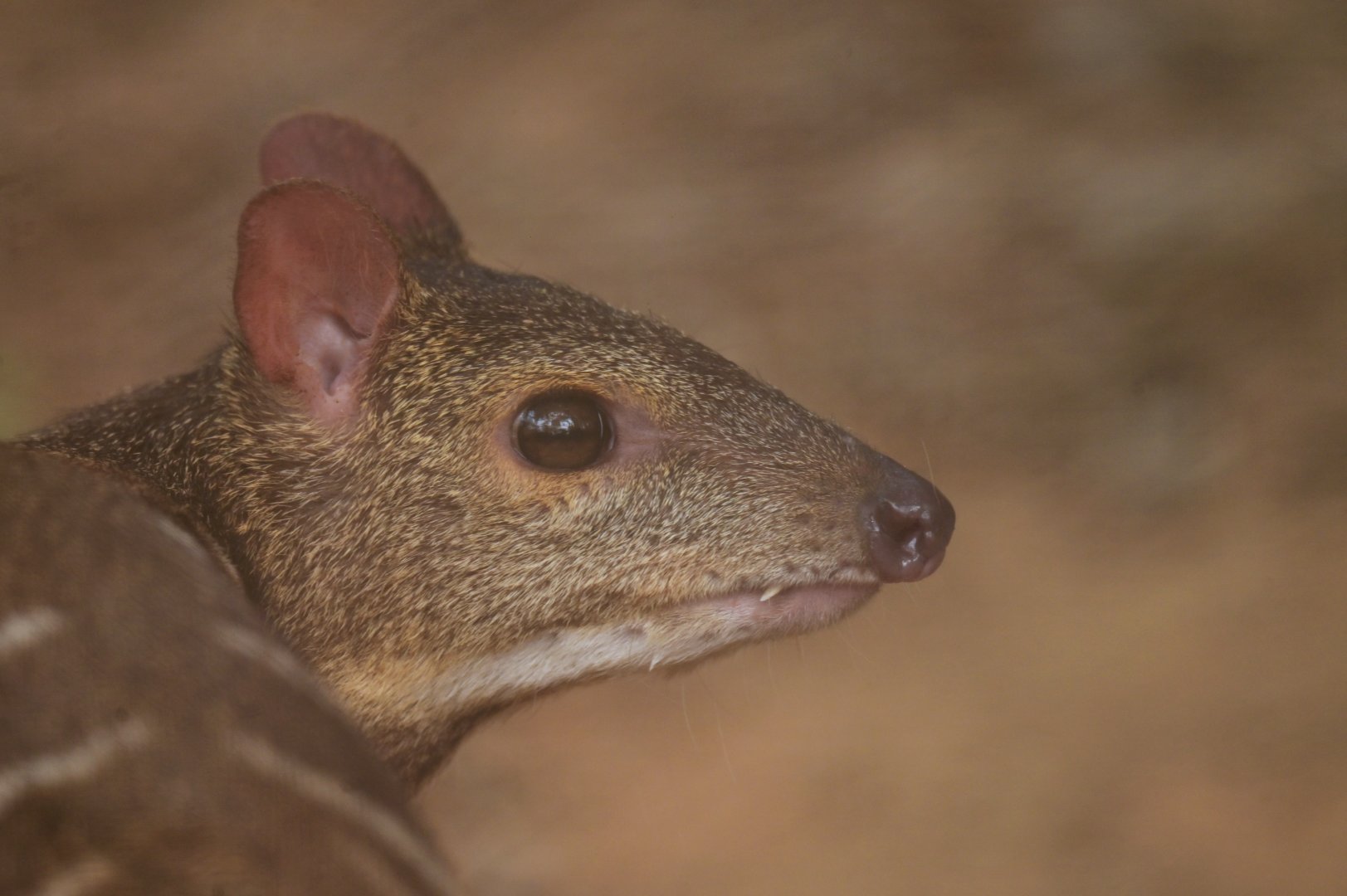 Indian spotted chevrotain (Moschiola indica)