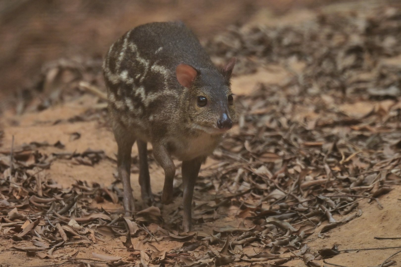 Indian spotted chevrotain (Moschiola indica)