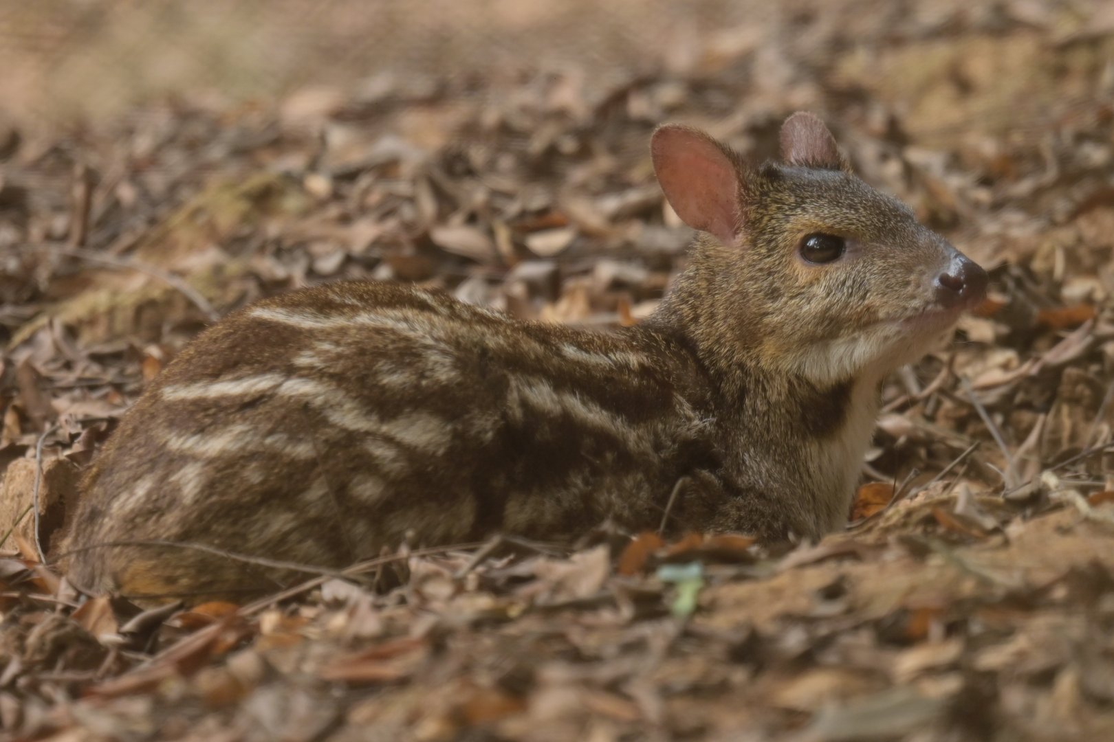 Indian spotted chevrotain (Moschiola indica)
