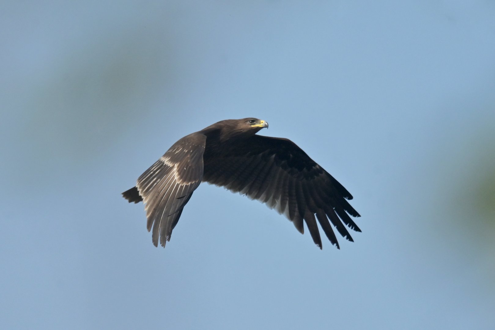Indian Spotted Eagle Clanga hastata