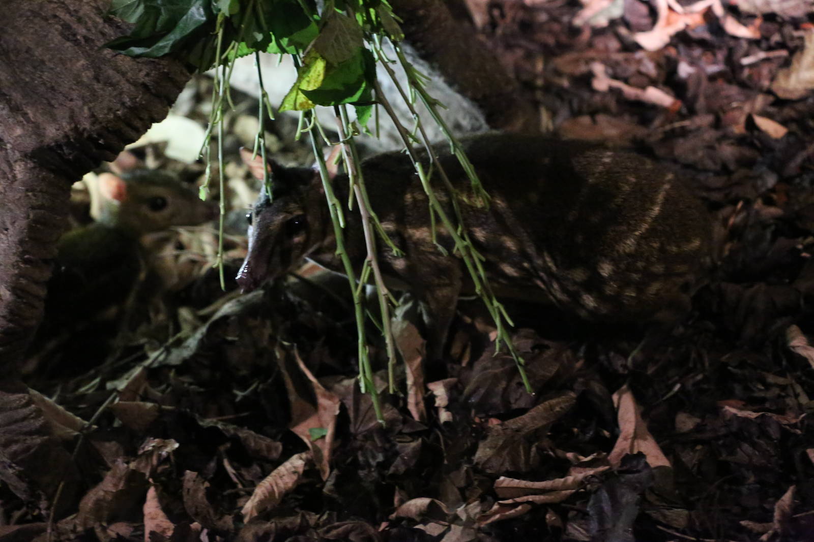 Indian Spotted Mousedeer